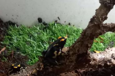 Poison dart frogs kaufen und verkaufen Photo: Dendrobaten tinctorius alanis Poison dart frogs kaufen und verkaufen Photo: Dendrobaten tinctorius alanis