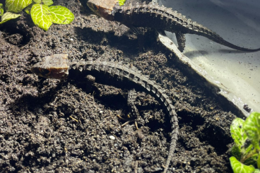 Skinks kaufen und verkaufen Photo: Buschkrokodile (Tribolonotus gracilis) Skinks kaufen und verkaufen Photo: Buschkrokodile (Tribolonotus gracilis)