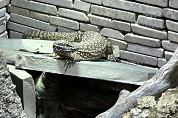 Monitor lizards kaufen und verkaufen Photo: Stachelschwanzwaran Geschlecht unbestimmt Monitor lizards kaufen und verkaufen Photo: Stachelschwanzwaran Geschlecht unbestimmt