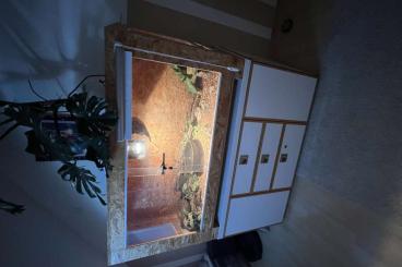 Enclosures kaufen und verkaufen Photo: Terrarium mit Unterschrank Enclosures kaufen und verkaufen Photo: Terrarium mit Unterschrank