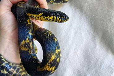 Nattern ungiftige kaufen und verkaufen Photo: Searching for Elaphe Schrenckii High Yellow or Melanistic Nattern ungiftige kaufen und verkaufen Photo: Searching for Elaphe Schrenckii High Yellow or Melanistic