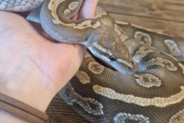 Ball Pythons kaufen und verkaufen Photo: 1.3 Königspython, Bamboo, Firefly, Banana, Superpastel Ball Pythons kaufen und verkaufen Photo: 1.3 Königspython, Bamboo, Firefly, Banana, Superpastel