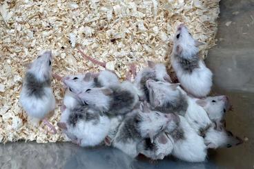 Feeder animals kaufen und verkaufen Photo: Biete Vielzitzenmäuse m & w Feeder animals kaufen und verkaufen Photo: Biete Vielzitzenmäuse m & w