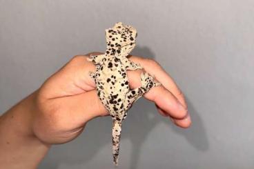 Geckos kaufen und verkaufen Photo: 1.0 Kronengecko (Correlophus ciliatus) Super Dalmatiner Geckos kaufen und verkaufen Photo: 1.0 Kronengecko (Correlophus ciliatus) Super Dalmatiner
