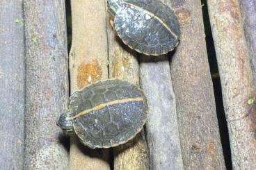 Sumpfschildkröten kaufen und verkaufen Foto: Chrysemys picta dorsalis - Rückenstreifen-Zierschildkröte - 3.0.0 Sumpfschildkröten kaufen und verkaufen Foto: Chrysemys picta dorsalis - Rückenstreifen-Zierschildkröte - 3.0.0