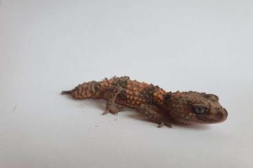 Geckos kaufen und verkaufen Foto: 1.0 Rauer Knopfschwanzgecko Nephrurus cinctus 