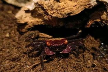 Krebstiere terrestrisch kaufen und verkaufen Foto: Vampirkrabben geosesarma dennerle orange eye Krebstiere terrestrisch kaufen und verkaufen Foto: Vampirkrabben geosesarma dennerle orange eye