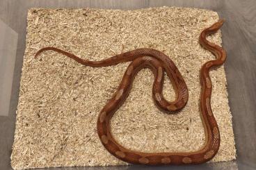 Schlangen kaufen und verkaufen Foto: 0.1 Kornnatter Hypo-Motley het. Anery