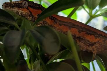 Geckos kaufen und verkaufen Photo: Höckerkopfgecko red/orange stripped Geckos kaufen und verkaufen Photo: Höckerkopfgecko red/orange stripped