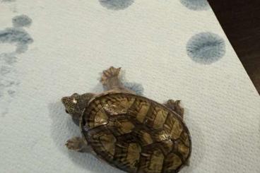 Turtles and Tortoises kaufen und verkaufen Photo: 2 young Claudius Angustatus for Verona Turtles and Tortoises kaufen und verkaufen Photo: 2 young Claudius Angustatus for Verona