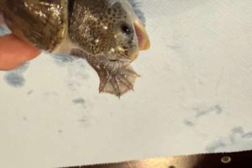 Schildkröten kaufen und verkaufen Foto: 1 young Claudius Angustatus for Verona Schildkröten kaufen und verkaufen Foto: 1 young Claudius Angustatus for Verona