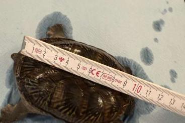 Turtles and Tortoises kaufen und verkaufen Photo: Claudius Angustatus subadult pair Turtles and Tortoises kaufen und verkaufen Photo: Claudius Angustatus subadult pair