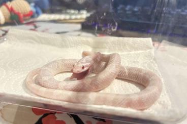 Nattern ungiftige  kaufen und verkaufen Foto: Pantherophis guttatus abzugeben – 1.0 Snow & 0.1 Anery Motley