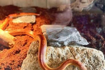 Nattern ungiftige kaufen und verkaufen Photo: 3 Kornnattern und Terrarium Nattern ungiftige kaufen und verkaufen Photo: 3 Kornnattern und Terrarium