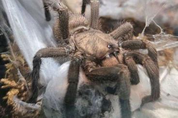 - bird spiders kaufen und verkaufen Photo: Verschiedene Vogelspinnen 