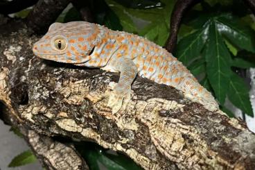 Echsen kaufen und verkaufen Foto: 1.1 Gekko gecko / Tokeh / Tokay / Toke Echsen kaufen und verkaufen Foto: 1.1 Gekko gecko / Tokeh / Tokay / Toke