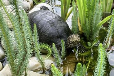 Turtles kaufen und verkaufen Photo: Suche/Search: Emys orbicularis Turtles kaufen und verkaufen Photo: Suche/Search: Emys orbicularis