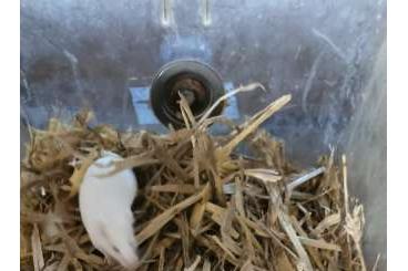Futtertiere kaufen und verkaufen Foto: Albino und Farbmäuse, Futtermaus Futtertiere kaufen und verkaufen Foto: Albino und Farbmäuse, Futtermaus