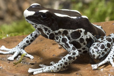 Poison dart frogs kaufen und verkaufen Photo: Suche Dendrobates tinctorius Graubeiner
