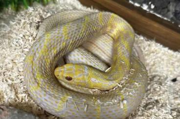 Colubrids kaufen und verkaufen Photo: Suche eine 1.0 Elaphe carinata Albino. Colubrids kaufen und verkaufen Photo: Suche eine 1.0 Elaphe carinata Albino.