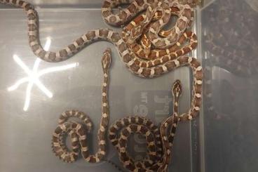 Colubrids kaufen und verkaufen Photo: Pantherophis guttatus 2024