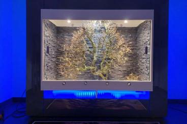 Enclosures kaufen und verkaufen Photo: Schönes Holzterrarium zur Abgabe bereit!