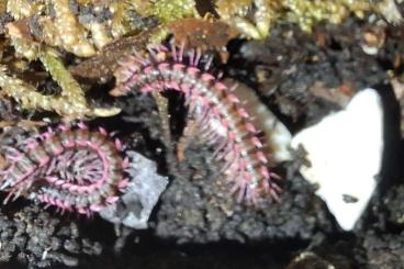 Crustraceae non aquatic kaufen und verkaufen Photo: Asseltausch - Verkauf für 25€/Gruppe Crustraceae non aquatic kaufen und verkaufen Photo: Asseltausch - Verkauf für 25€/Gruppe