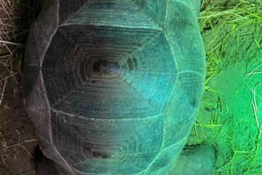 Landschildkröten kaufen und verkaufen Foto: Aldabrachelys gigantea female