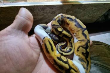 Königspythons kaufen und verkaufen Foto: Königspython Hobbyaufgabe Königspythons kaufen und verkaufen Foto: Königspython Hobbyaufgabe