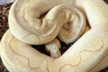 Königspythons kaufen und verkaufen Foto: Königspython Hobbyaufgabe Königspythons kaufen und verkaufen Foto: Königspython Hobbyaufgabe