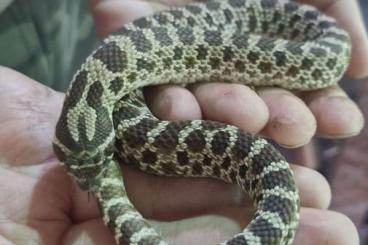 Snakes kaufen und verkaufen Photo: Hognose sucht liebes Zuhause Snakes kaufen und verkaufen Photo: Hognose sucht liebes Zuhause