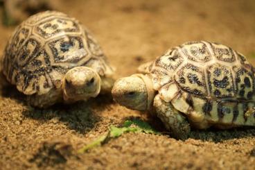 Schildkröten kaufen und verkaufen Foto: Stigmochelys pardalis pardalis Schildkröten kaufen und verkaufen Foto: Stigmochelys pardalis pardalis