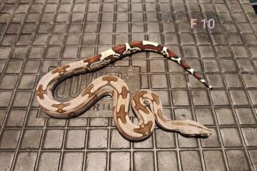 Boas kaufen und verkaufen Photo: 0.1 Boa C.Constrictor Guyana Turrini NZ 24 Boas kaufen und verkaufen Photo: 0.1 Boa C.Constrictor Guyana Turrini NZ 24