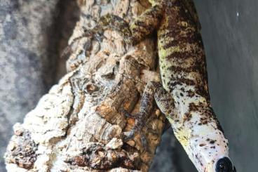 Lizards kaufen und verkaufen Photo: Biete 1,1 Anolis roquet majolgris 