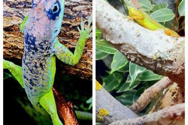 Echsen kaufen und verkaufen Foto: Diverse Anolis Hamm/ September Echsen kaufen und verkaufen Foto: Diverse Anolis Hamm/ September