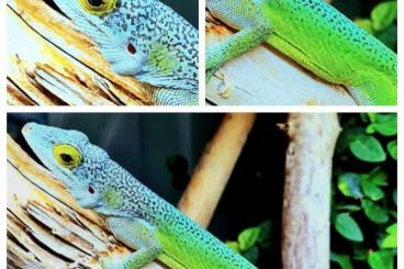 Echsen kaufen und verkaufen Foto: Anolis leachii Bermuda Breedingpair Echsen kaufen und verkaufen Foto: Anolis leachii Bermuda Breedingpair