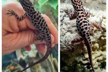 Echsen kaufen und verkaufen Foto: Anolis sabanus Paare Hamm/ September Echsen kaufen und verkaufen Foto: Anolis sabanus Paare Hamm/ September