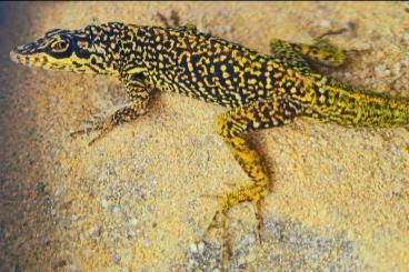 Lizards kaufen und verkaufen Photo: Zuchtpaar Anolis roquet Le Diamant Lizards kaufen und verkaufen Photo: Zuchtpaar Anolis roquet Le Diamant