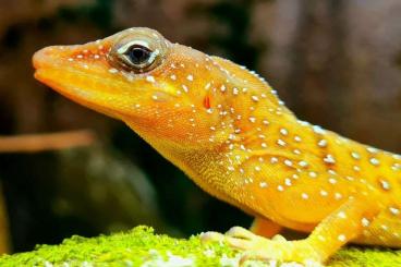 Echsen  kaufen und verkaufen Foto: Anolis oculatus winstoni Hamm/September 