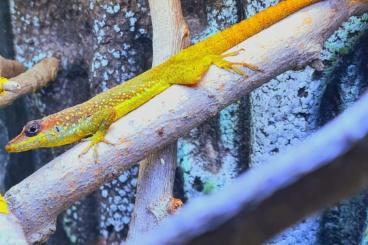 Echsen kaufen und verkaufen Foto: Anolis extremus Zuchtpaar Echsen kaufen und verkaufen Foto: Anolis extremus Zuchtpaar