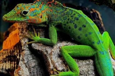 Lizards kaufen und verkaufen Photo: A.marm.marmoratus x alliaceus Grand Etang Lizards kaufen und verkaufen Photo: A.marm.marmoratus x alliaceus Grand Etang