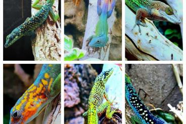 Echsen kaufen und verkaufen Foto: Offer over 40 Anolis species Echsen kaufen und verkaufen Foto: Offer over 40 Anolis species