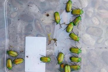 Insekten kaufen und verkaufen Foto: Offer of adults and larvae of selected beetle species Insekten kaufen und verkaufen Foto: Offer of adults and larvae of selected beetle species