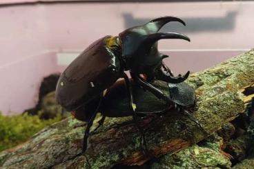 Insekten kaufen und verkaufen Foto: Offer of adults and larvae of selected beetle species Insekten kaufen und verkaufen Foto: Offer of adults and larvae of selected beetle species