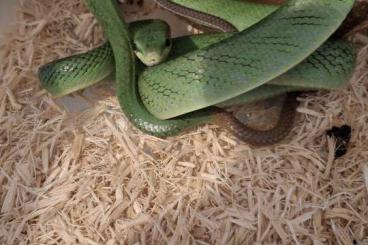 Snakes kaufen und verkaufen Photo: Couple gonyosoma oxycephala Snakes kaufen und verkaufen Photo: Couple gonyosoma oxycephala