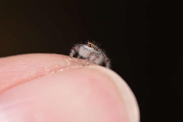 echte Webspinnen kaufen und verkaufen Foto: Hyllus Diardi Springspinnen Eyelash Jumping Spiders echte Webspinnen kaufen und verkaufen Foto: Hyllus Diardi Springspinnen Eyelash Jumping Spiders