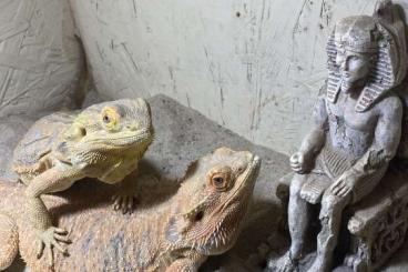 Bartagamen kaufen und verkaufen Foto: 2 Bartagamen abzugeben mit großes Terrarium Bartagamen kaufen und verkaufen Foto: 2 Bartagamen abzugeben mit großes Terrarium