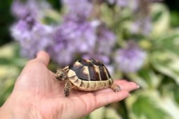 Landschildkröten kaufen und verkaufen Foto: Testudo marginata Breitrandschildkröte Landschildkröte 