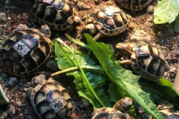 Landschildkröten kaufen und verkaufen Foto: Griechische Breitrandschildkröte Griechische Landschildkröte 