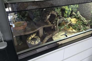 Snakes kaufen und verkaufen Photo: Königspython 3 Jahre alt inkl. Terrarium abzugeben Snakes kaufen und verkaufen Photo: Königspython 3 Jahre alt inkl. Terrarium abzugeben